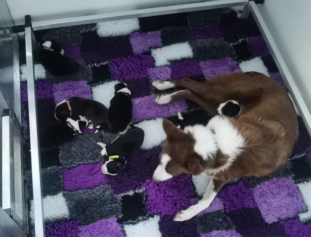 Kennel club Pups Border Collie litter