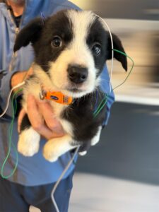 Kennel club Pups Border Collie BAER Hearing Test