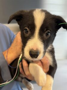 Kennel club Pups Border Collie BAER Hearing Test